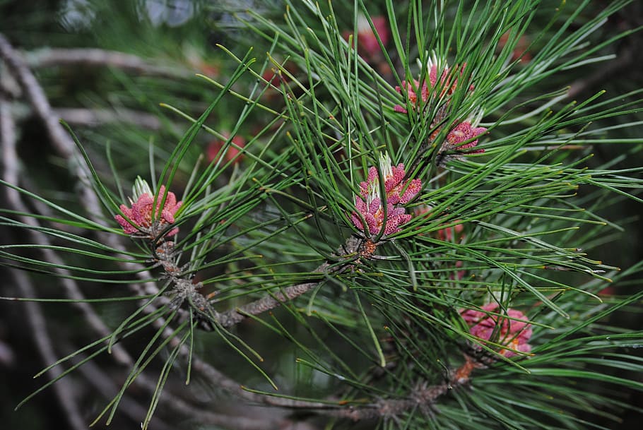 pine needle, nature, forest, north, woods, tree, natural, pine tree HD wallpaper