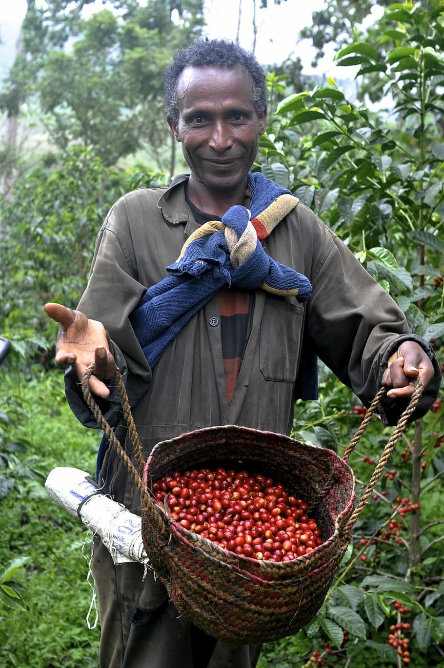 ethio, coffee, farm, men, agriculture, outdoors, people, harvesting HD wallpaper