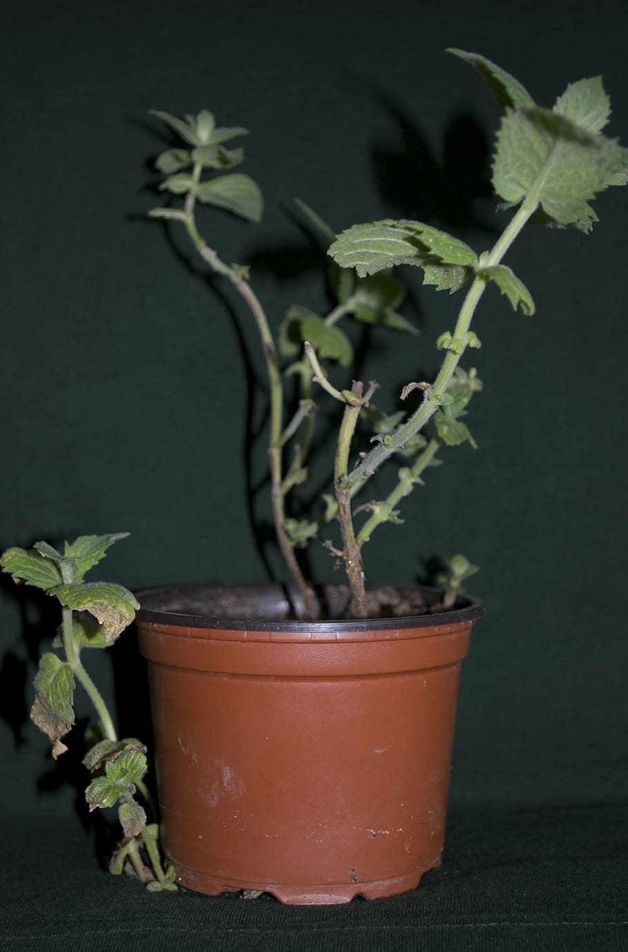 mint, herbs, flowerpot, plants, leaf, growth, flower Pot, nature HD wallpaper