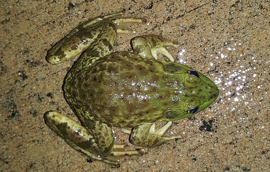 bullfrog, american bullfrog, amphibian, frog's legs, croak, HD wallpaper