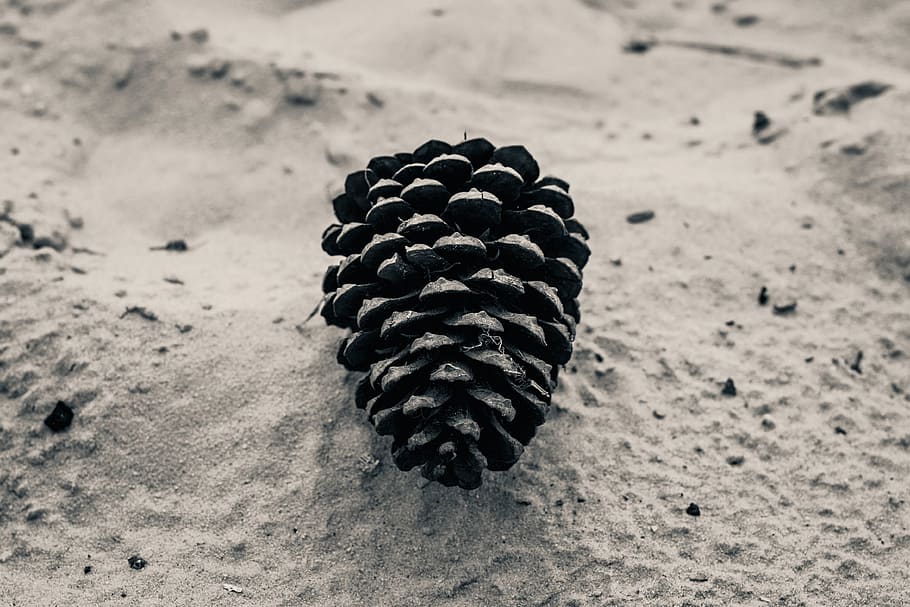 Closeup shot of a tree cone, nature, beach, sand, no People, close-up HD wallpaper