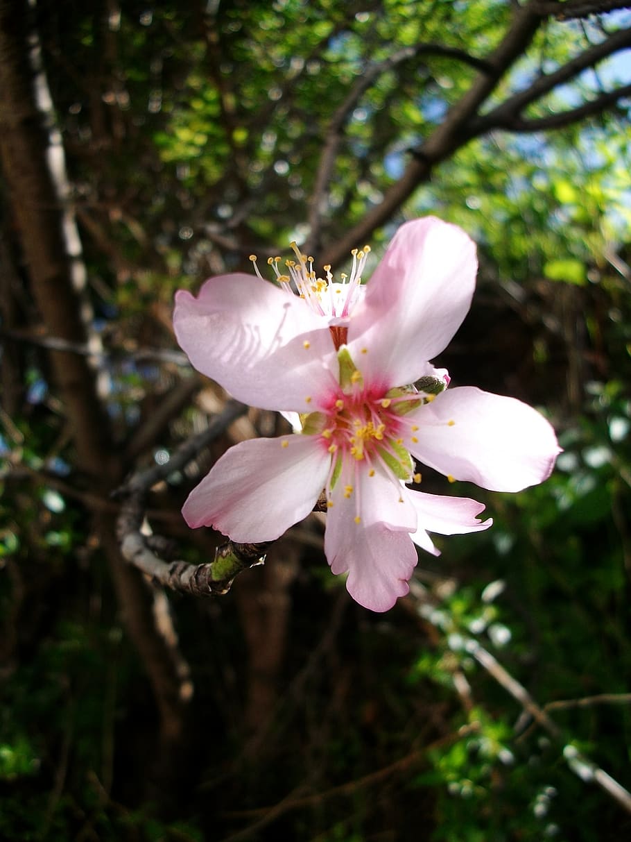 flower, nature, flora, tree, leaf, flowering plant, fragility HD wallpaper