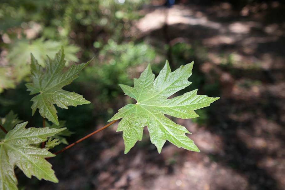 Leaf, Maple, Plant, green color, growth, no people, nature HD wallpaper