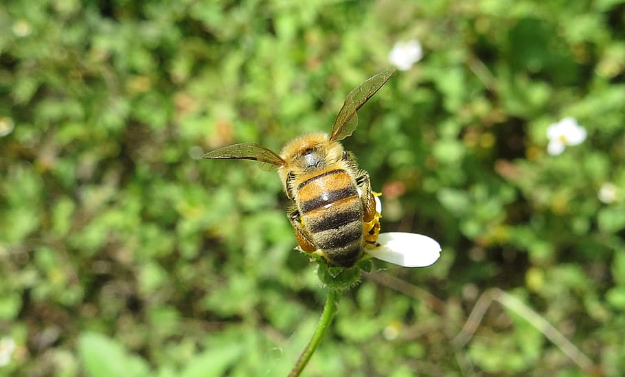 macro, insect, bee, pollinate, colombia, animal wildlife, animal themes HD wallpaper