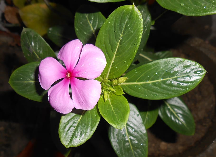 pink periwinkle flowers on pot, madagascar periwinkle, nityakalyani