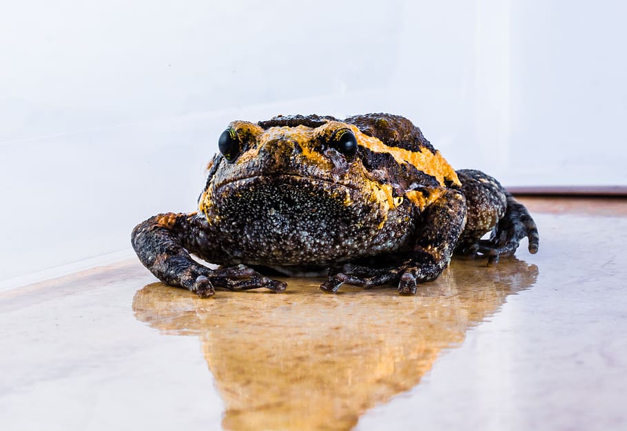toad, anuran, frog, amphibians, close-up, animal themes, no people HD wallpaper