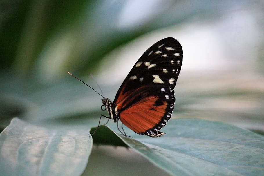 butterfly, insect, nature, wing, summer, animal world, bright HD wallpaper