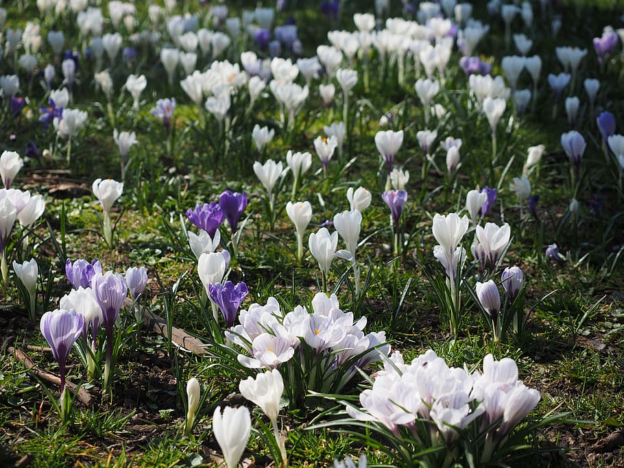 crocus, flower, spring, bühen, white, colorful, blossom, bloom HD wallpaper