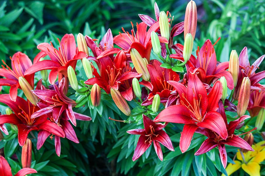 red, flower, nectar, green, leafs, flowering plant, beauty in nature HD wallpaper