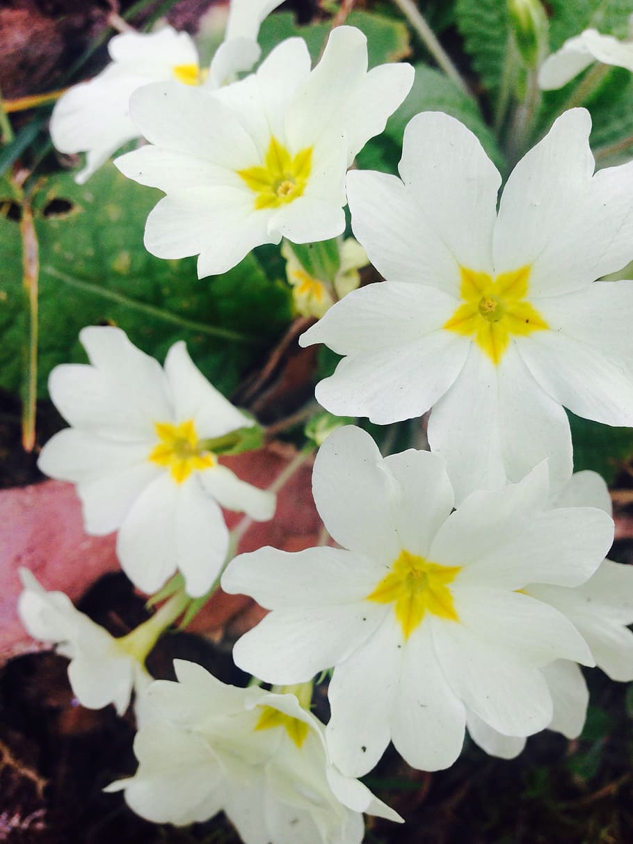cowslip, white, yellow, primrose, blossom, bloom, primrose greenhouse HD wallpaper