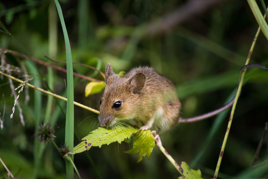 wildlife photography of rodent on green leaf, mouse, close HD wallpaper