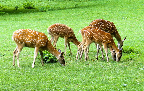 five brown deers on grass field, nature, animals, roe deer HD wallpaper