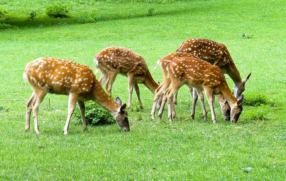 five brown deers on grass field, nature, animals, roe deer, fallow deer