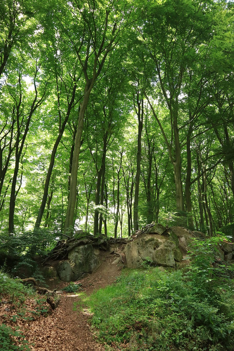 forest, trees, nature, landscape, plant, growth, tranquility HD wallpaper