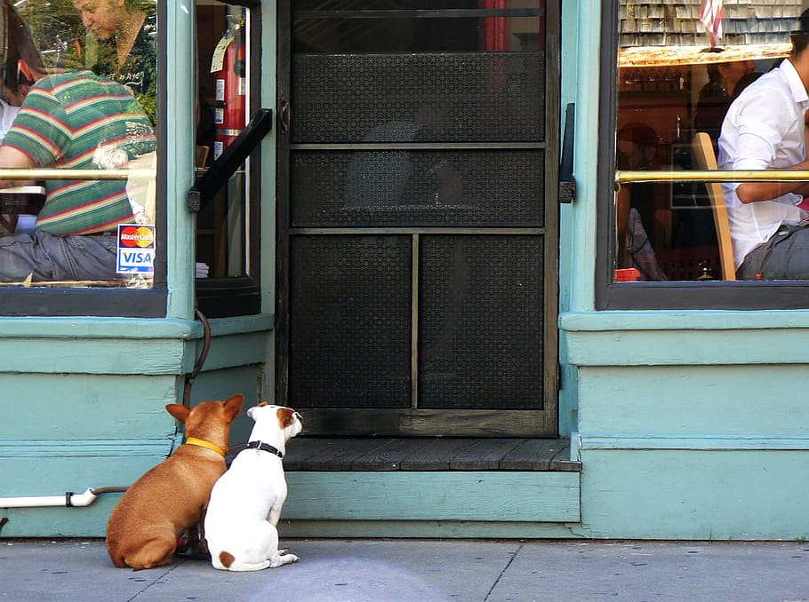 two adult white and brown Chihuahua sitting on front of restaurant door HD wallpaper