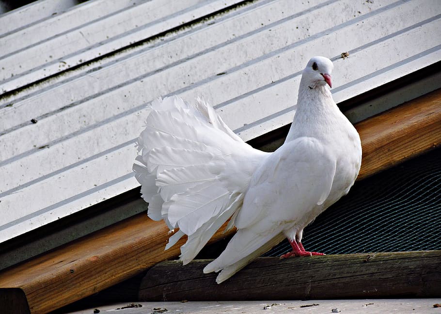 white fan-tail pigeon, dove, bird, wings, dom, nature, pigeons