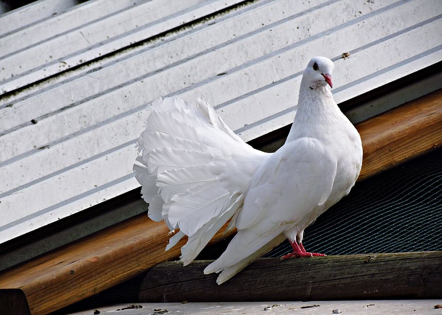 white fan-tail pigeon, dove, bird, wings, dom, nature, pigeons HD wallpaper