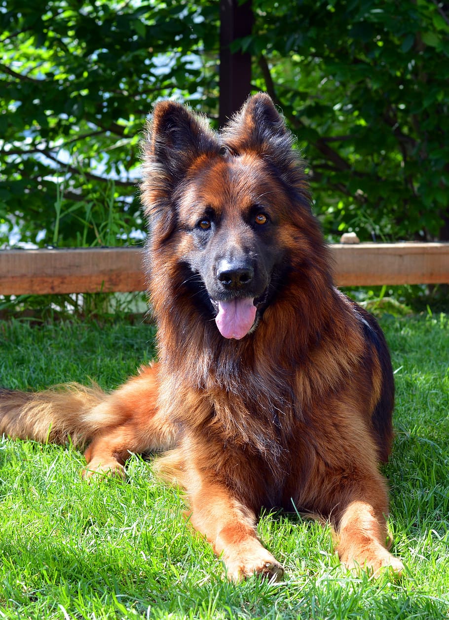 HD wallpaper: dog, german shepherd, guards, closeup, man's best friend ...