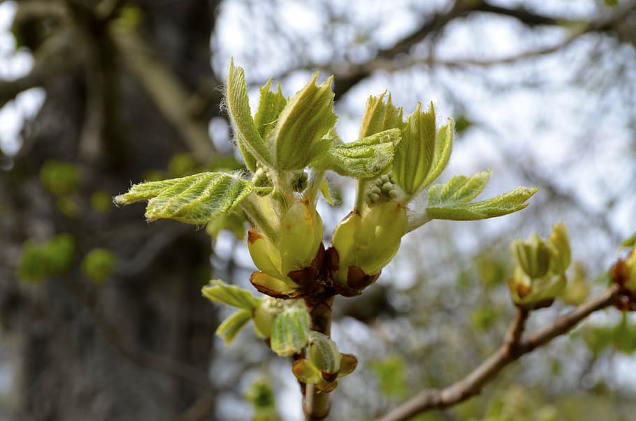 spring, leaves, tree, green, aesthetic, bud, scion, awakening HD wallpaper