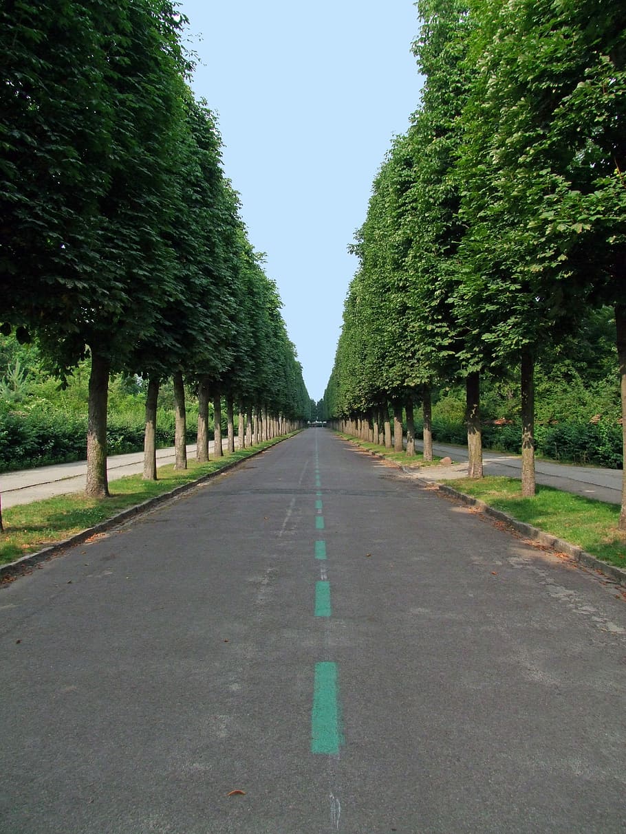 Tree, Avenue, Road, tree lined avenue, trees, park sanssouci HD wallpaper