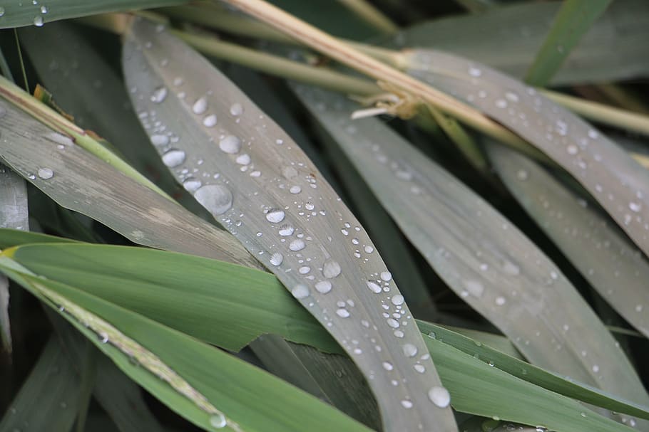 water, nature, leaves, leaf, plant, close-up, freshness, drop HD wallpaper
