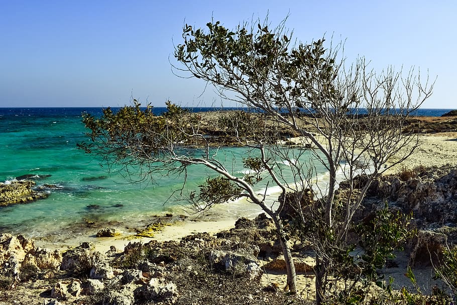 Beach, Cove, Tree, Sea, Scenery, Nature, island, water, clear HD wallpaper