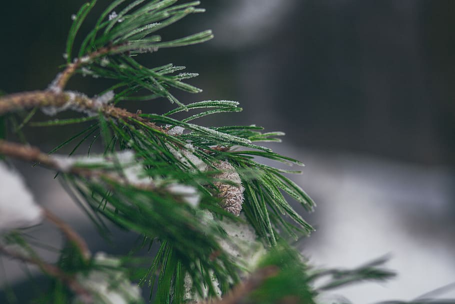 closeup photo of pine cone, close-up photography of pine leaf HD wallpaper
