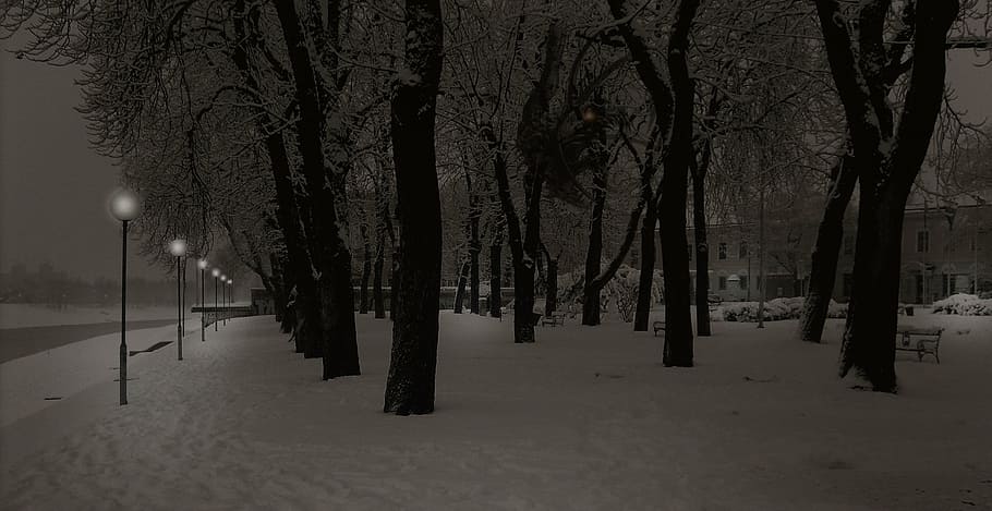 Winter Wallpaper 4K, Snow, Pine trees, Evening, Cold