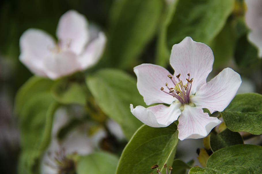 quince, macro, flower, tree, greens, spring, dacha, summer HD wallpaper
