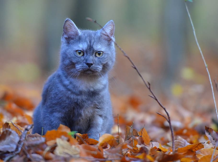 close-up of Russian blue cat in leaf, breed cat, forest, nature HD wallpaper