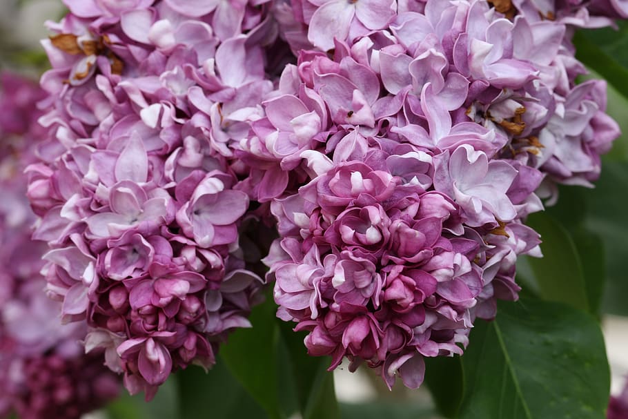 without, lilac, spring, flower, violet, bush, purple flower HD wallpaper