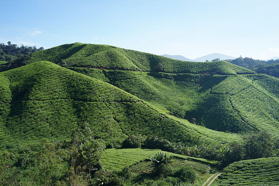 Tea, Cameron, Highland, Malaysia, cameron highland, landscape, HD wallpaper