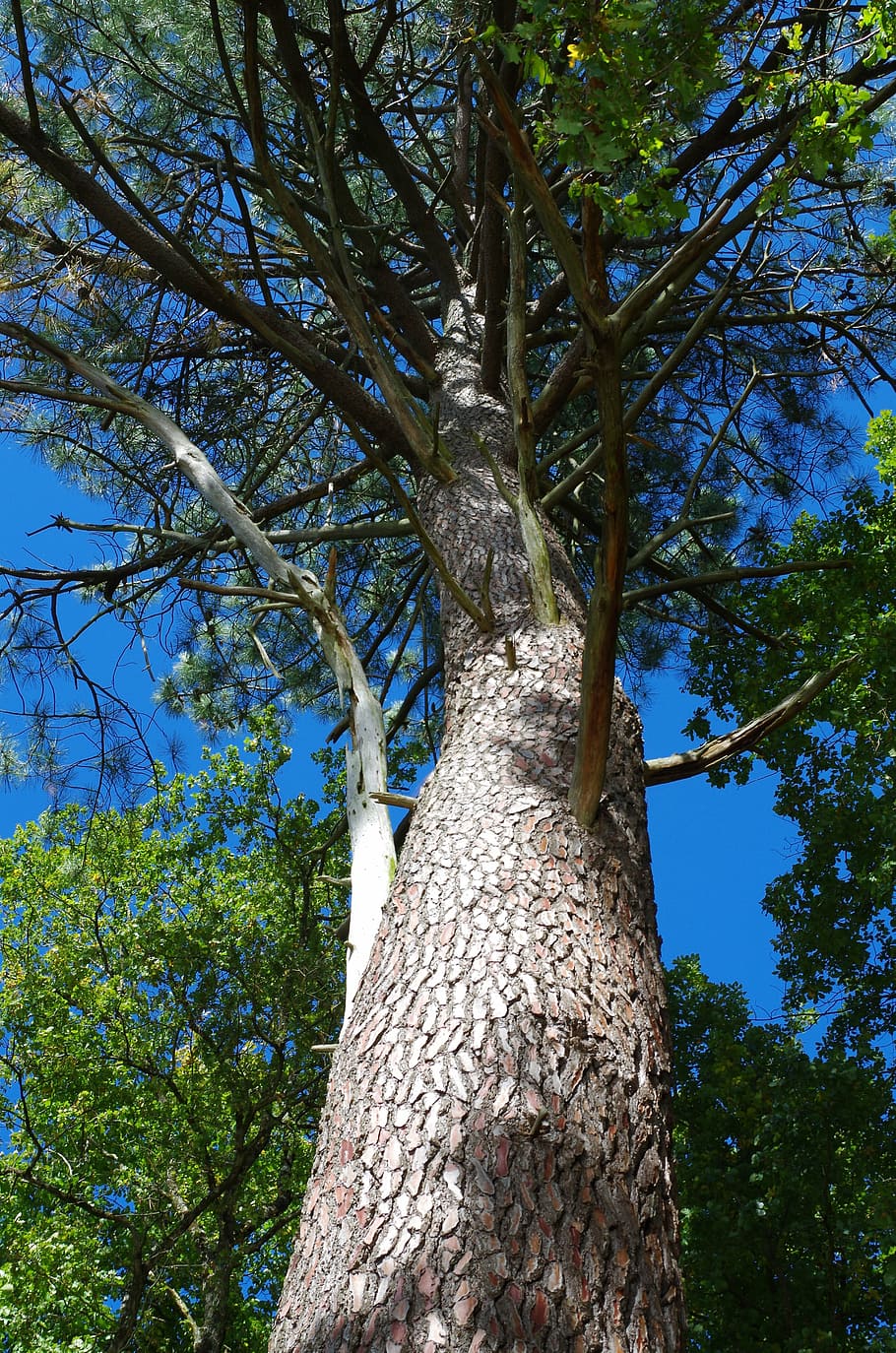 tree, sky, spring, plant, trunk, low angle view, tree trunk HD wallpaper