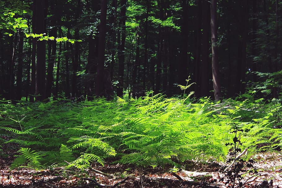 Fern, Forest, Trees, Green, Plant, nature, leaves, leaf fern HD wallpaper