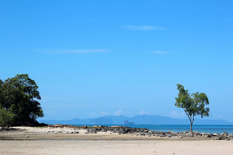 beach, tree, sea, ocean, resort, nature, water, bank, sea level HD wallpaper
