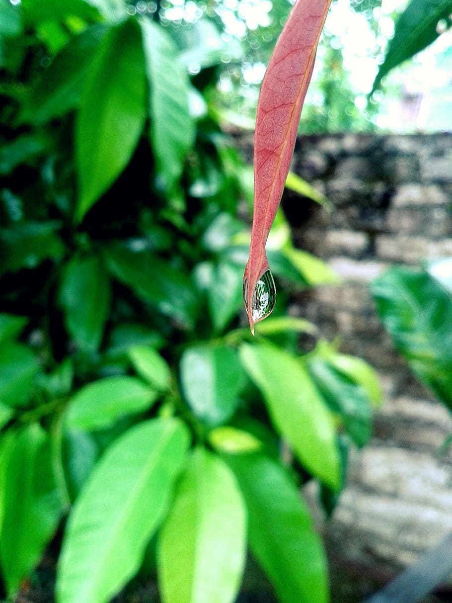leaves, rain, drop, green, plant part, leaf, growth, green color HD wallpaper