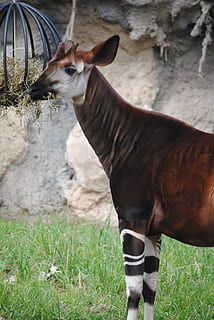 okapi, brown, animal, mammal, wildlife, white, herbivorous HD wallpaper