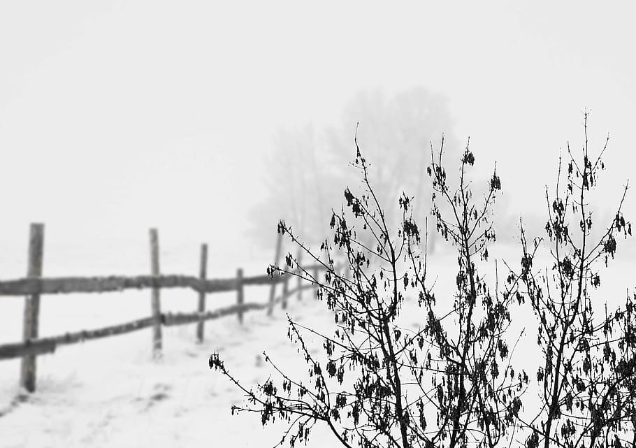 snow, winter, cold, landscape, fence, wintry, white, forest HD wallpaper