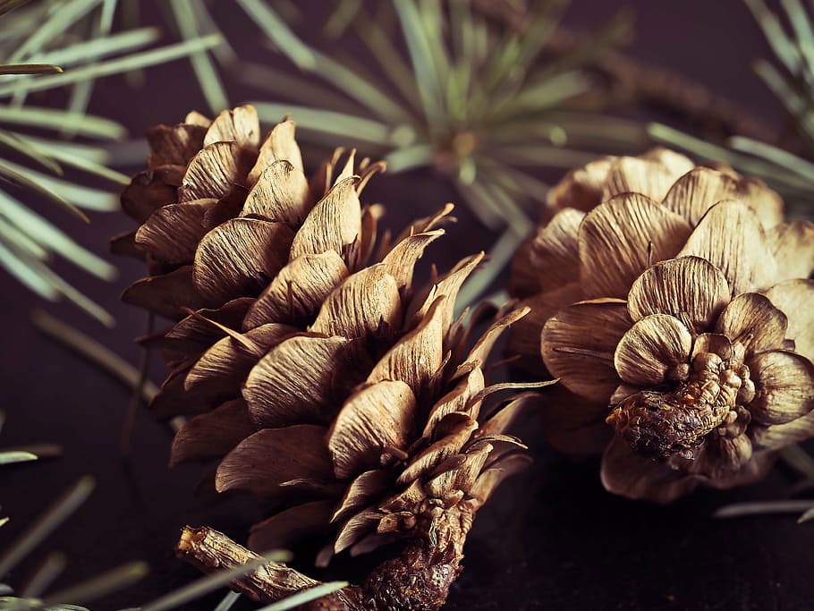 pine cones, fir, tap, tree, forest, nature, brown, needles HD wallpaper