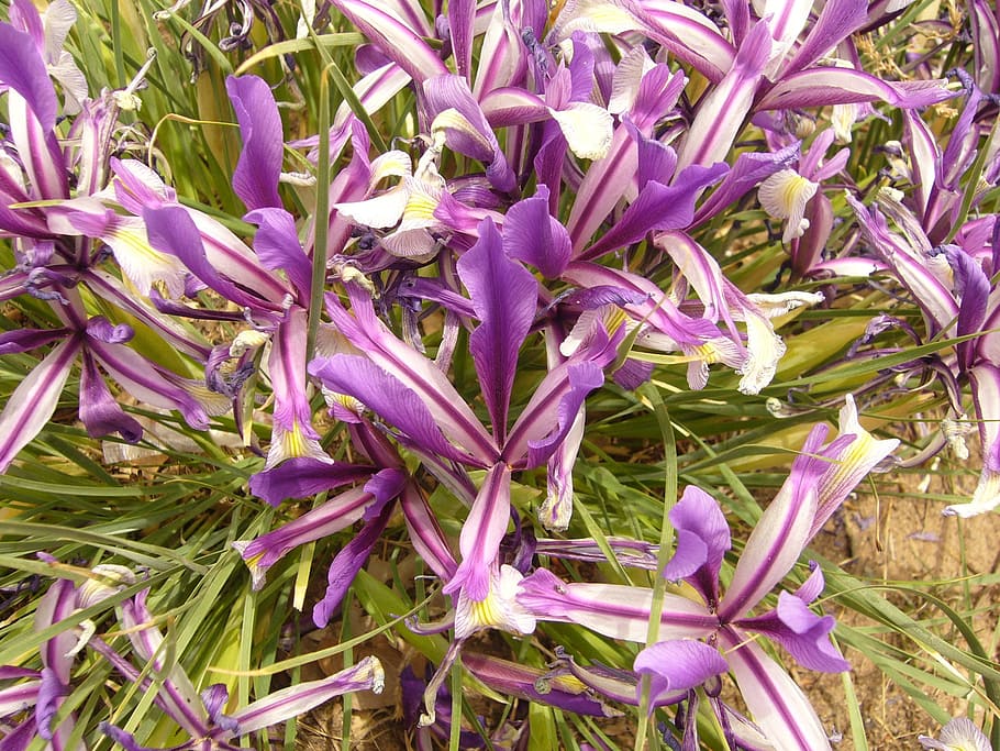 iris, blue, flower, plant, mongolia, flowering plant, fragility HD wallpaper