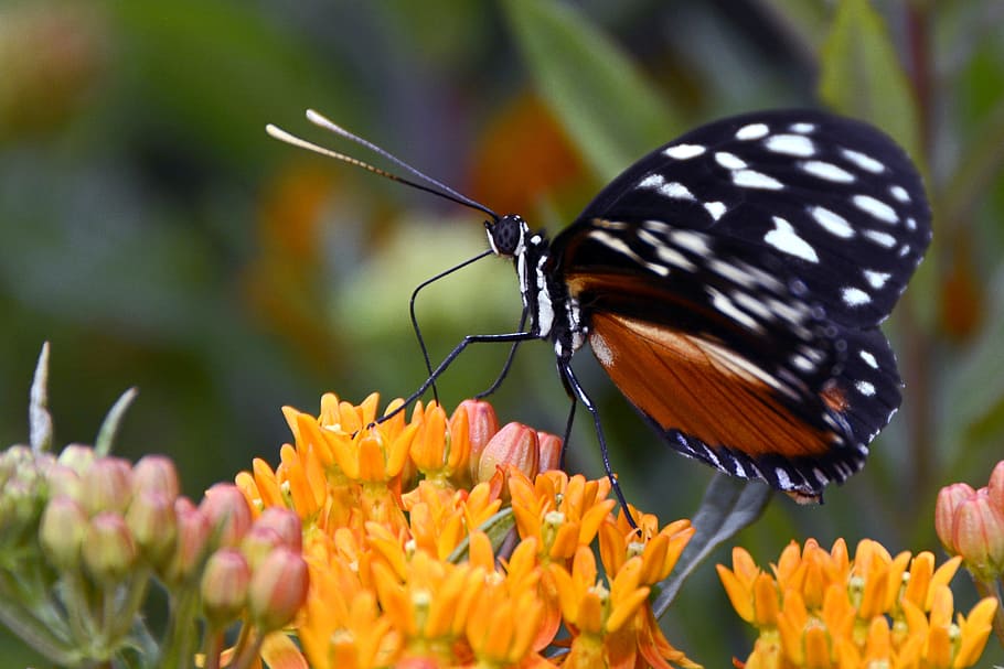 Butterfly, Insect, Wing, Animal, black, orange, white, suction nozzles HD wallpaper