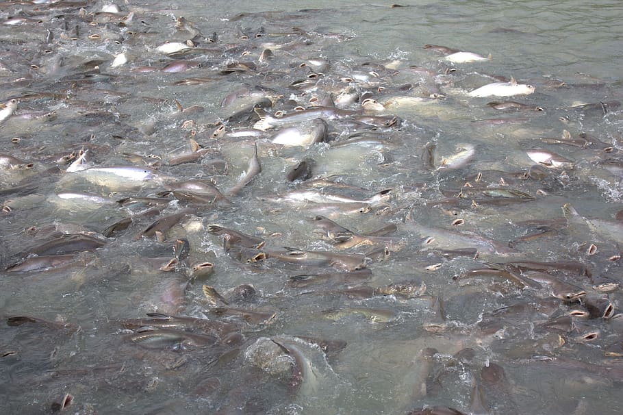 fish, herd fish, animal, vertebrate, water, animal wildlife HD wallpaper