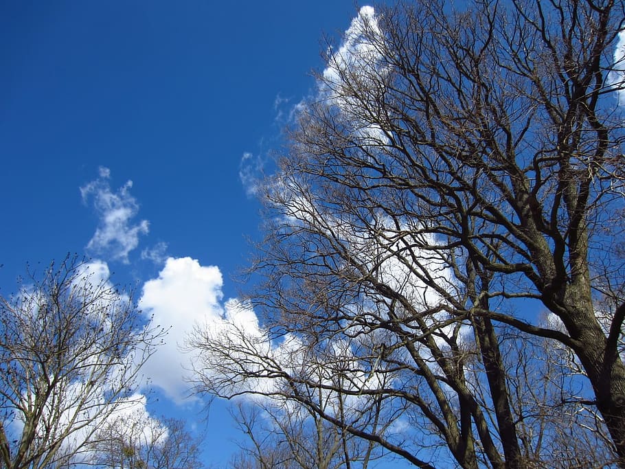 tree, kahl, cloud, sky, blue, low angle view, plant, branch HD wallpaper