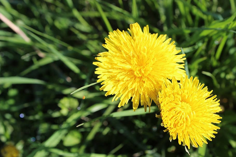 yellow, grass, nature, flower, flowering plant, fragility, vulnerability HD wallpaper