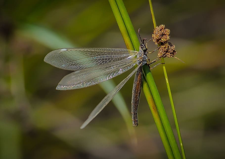 gray Dragon Fly on brown and green leaf plant focus photo, dragonfly HD wallpaper