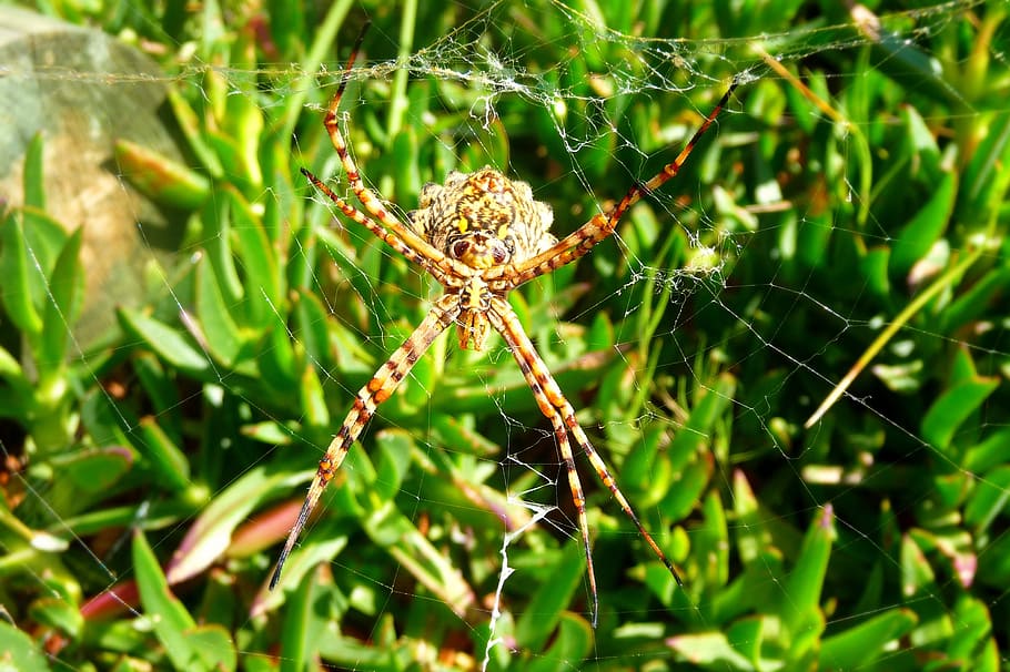 spider, arachnid, spider on web, close-up, spider web, underside of spider HD wallpaper