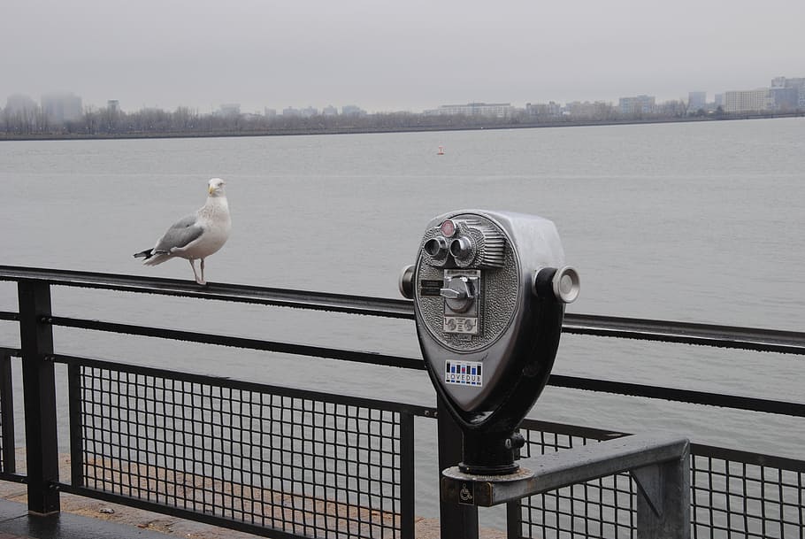 seagull, outlook, ocean, bird, animal, ausschau, port, manhattan HD wallpaper