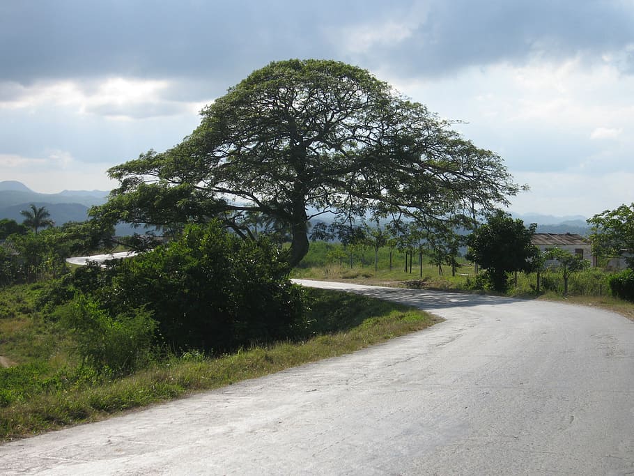 tree, cuba, landscape, plant, road, sky, the way forward, direction HD wallpaper