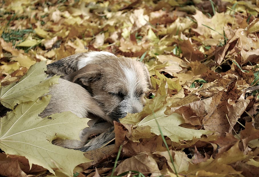 brown Border terrier puppy laying down on brown leaves, dog, each
