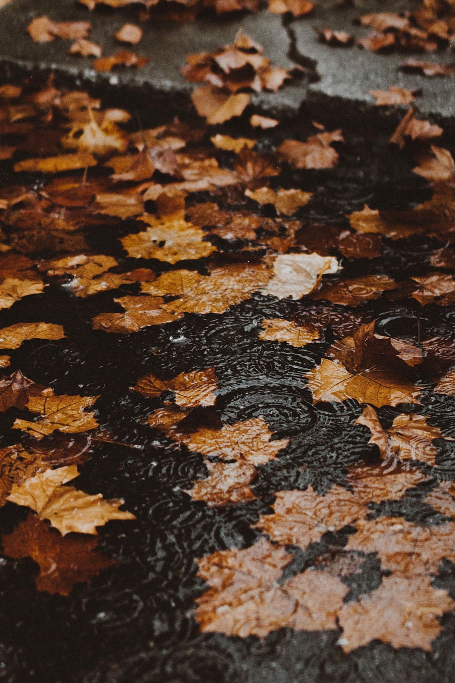 water ripple with maple leaves, brown leaves on body of water wallpaper HD wallpaper